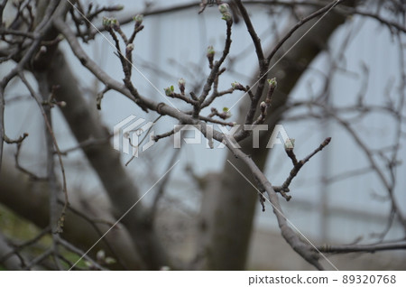 Bloomed buds and flowers of trees in spring in the garden Bloomed buds and flowers of trees in spring in the garden 89320768