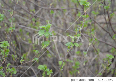 Bloomed buds and flowers of trees in spring in the garden Bloomed buds and flowers of trees in spring in the garden 89320769