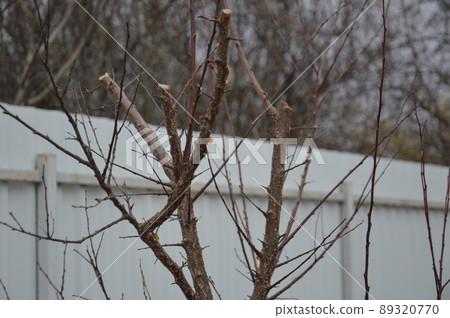 Bloomed buds and flowers of trees in spring in the garden 89320770