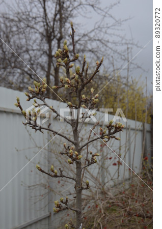 Bloomed buds and flowers of trees in spring in the garden Bloomed buds and flowers of trees in spring in the garden 89320772