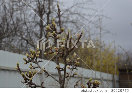 Bloomed buds and flowers of trees in spring in the garden Bloomed buds and flowers of trees in spring in the garden 89320773