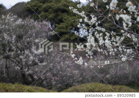 Bairin in early spring 89320985