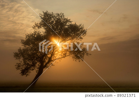 Tree in a misty landscape near Wijngaarden Tree in a misty landscape near Wijngaarden 89321371