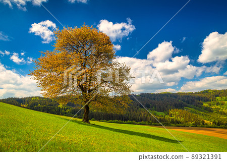 Spring rural landscape with a lonely tree on a grassy meadow in Spring rural landscape with a lonely tree on a grassy meadow in 89321391