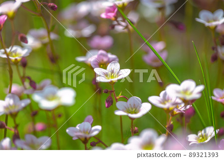 Saxifraga, the stone breaker flowers in the garden. 89321393
