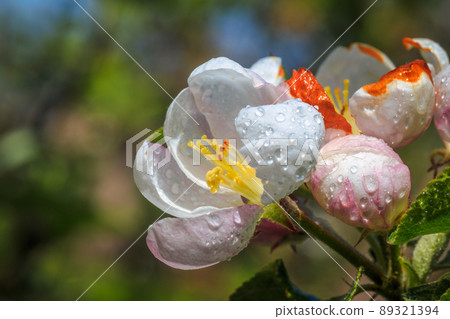 Apple blossom with water drops in a close up view on blurred bac 89321394