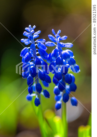 Muscari - grape hyacinth flowers with water drops in a close up 89321395