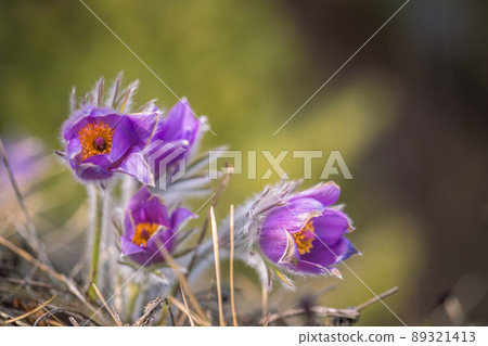 Pulsatilla grandis, the greater pasque flowers. Pulsatilla grandis, the greater pasque flowers. 89321413