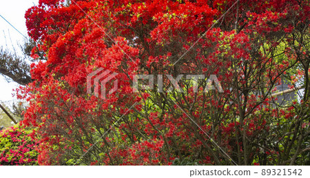 Red azalea in full bloom 89321542