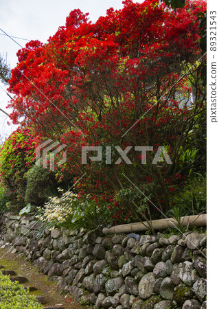 Red azalea in full bloom 89321543