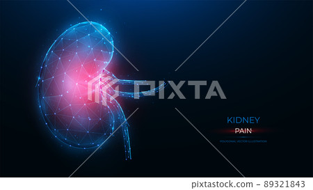 Polygonal vector illustration of an inflamed human kidney on a dark blue background. Diseases of the organs of the excretory system concept. Urological or nephrological template, or banner. Polygonal vector illustration of an inflamed human kidney on a dark blue background. Diseases of the organs of the excretory system concept. Urological or nephrological template, or banner. 89321843