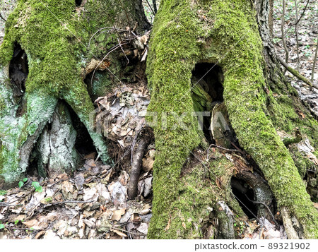 old trees with twisted green mossy roots in the forest close up old trees with twisted green mossy roots in the forest close up 89321902
