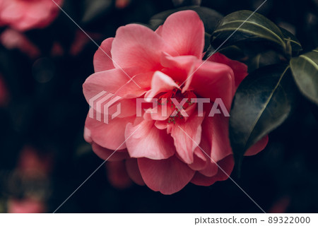 Pink Camellia Tree with Blooming Flowers Pink Camellia Tree with Blooming Flowers 89322000