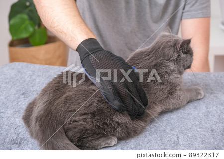 A man combs the cat's fur with special glove and A man combs the cat's fur with special glove and 89322317