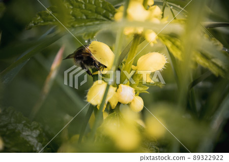 Yellow blooming nettle and bumblebee. Close-up of green leaves and yellow flowers in sunlight 89322922