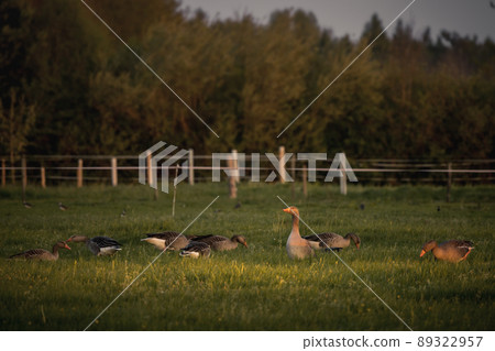Gray geese on green grass on a sunset light of a countryside, anser anser, Wild geese feeding on meadow Gray geese on green grass on a sunset light of a countryside, anser anser, Wild geese feeding on meadow 89322957