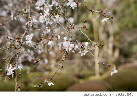 Cherry blossoms in bloom Cherry blossoms in bloom 89323043