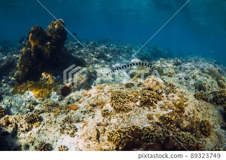 Underwater scene with corals and sea snake. Tropical sea 89323749