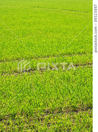 Wheat Wheat 89323897
