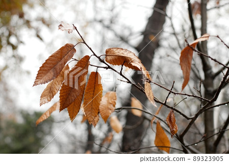 Autumn Autumn 89323905