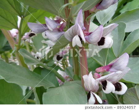 Broad beans Broad beans 89324057