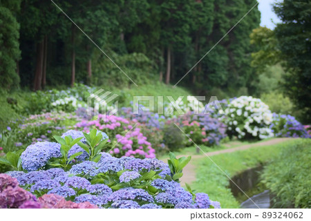 和川繡球園 89324062