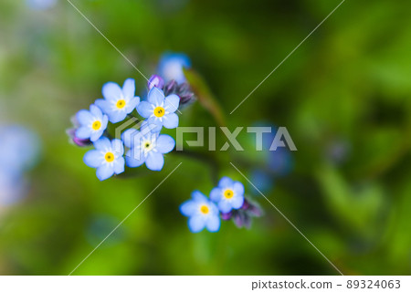 勿忘我花 89324063