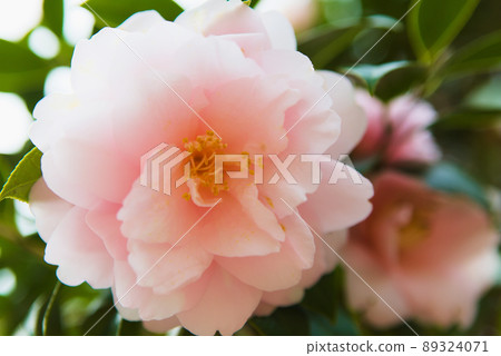 淡粉色山茶花 89324071