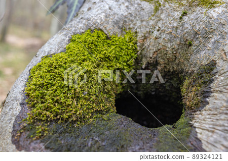 The stump is overgrown with moss. There are mushrooms growing on the beautiful stump. Close-up of a cutted mossy tree The stump is overgrown with moss. There are mushrooms growing on the beautiful stump. Close-up of a cutted mossy tree 89324121