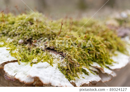 The stump is overgrown with moss. There are mushrooms growing on the beautiful stump. Close-up of a cutted mossy tree The stump is overgrown with moss. There are mushrooms growing on the beautiful stump. Close-up of a cutted mossy tree 89324127