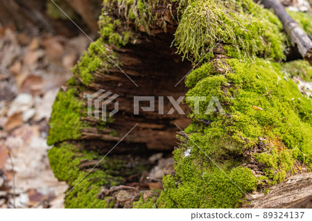 The stump is overgrown with moss. Close-up of a cutted mossy tree The stump is overgrown with moss. Close-up of a cutted mossy tree 89324137