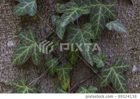 Ivy, Hedera helix or European ivy climbing on bark of a tree. Close up Ivy, Hedera helix or European ivy climbing on bark of a tree. Close up 89324138