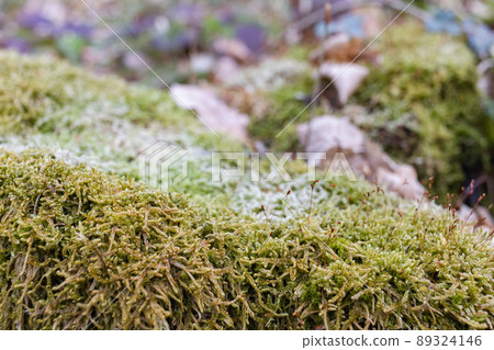 The stump is overgrown with moss. There are mushrooms growing on the beautiful stump. Close-up of a cutted mossy tree 89324146