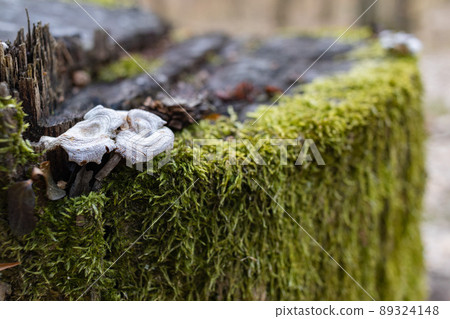 The stump is overgrown with moss. There are mushrooms growing on the beautiful stump. Close-up of a cutted mossy tree The stump is overgrown with moss. There are mushrooms growing on the beautiful stump. Close-up of a cutted mossy tree 89324148