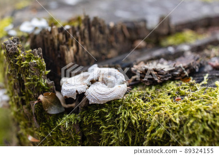 The stump is overgrown with moss. There are mushrooms growing on the beautiful stump. Close-up of a cutted mossy tree The stump is overgrown with moss. There are mushrooms growing on the beautiful stump. Close-up of a cutted mossy tree 89324155