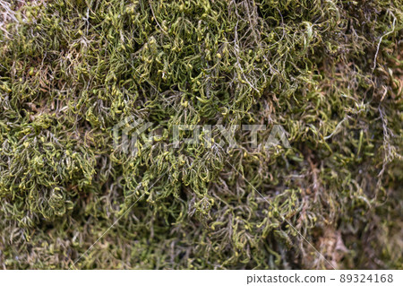 Close up of Moss on tree. Nature life background. Close Up of Tree Bark with Moss Close up of Moss on tree. Nature life background. Close Up of Tree Bark with Moss 89324168