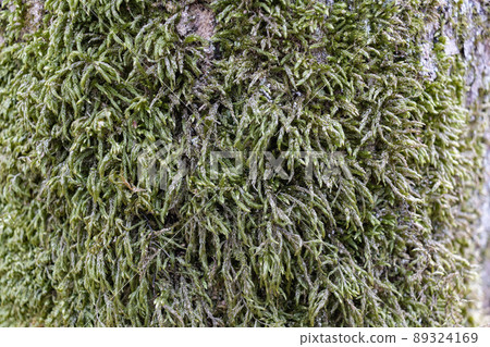 Close up of Moss on tree. Nature life background. Close Up of Tree Bark with Moss Close up of Moss on tree. Nature life background. Close Up of Tree Bark with Moss 89324169