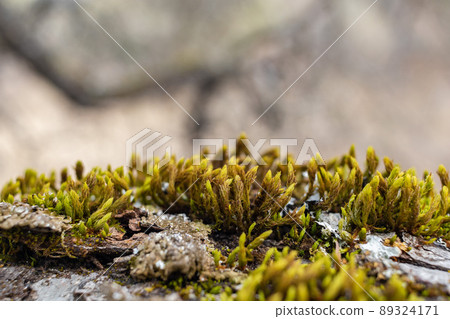 Tree branch overgrown with moss. Close up moss texture Tree branch overgrown with moss. Close up moss texture 89324171