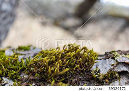 Tree branch overgrown with moss. Close up moss texture 89324172