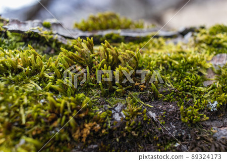 Tree branch overgrown with moss. Close up moss texture Tree branch overgrown with moss. Close up moss texture 89324173