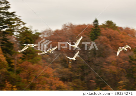 Swan in Oike Swan in Oike 89324271