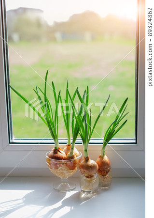 Green Onions sprout from bulbs on the windowsill of the house in the rays of the daytime sun. Green leaves of home-grown onions Green Onions sprout from bulbs on the windowsill of the house in the rays of the daytime sun. Green leaves of home-grown onions 89324862