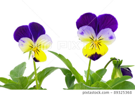[Viola] (depth synthesis) 89325368