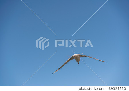 White seagull flies in the blue sky, seagull flies flying bird White seagull flies in the blue sky, seagull flies flying bird 89325510