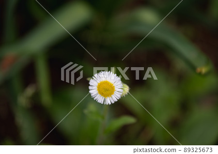 It's a flower you often see, but it's too cute. 89325673