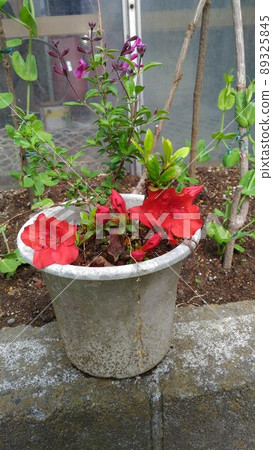 去年剪斷生根的杜鵑花已經開花了。 去年剪斷生根的杜鵑花已經開花了。 89325845