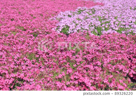 Moss phlox  Moss phlox  89326220