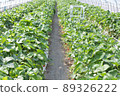 Strawberry farm 89326222