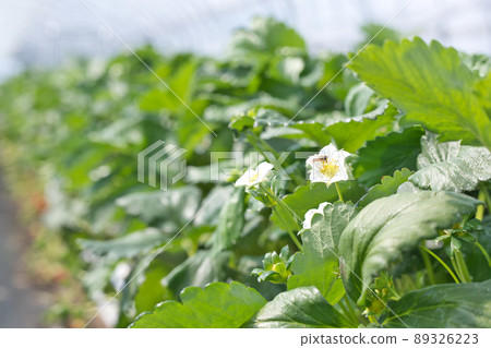 Strawberries and bees 89326223