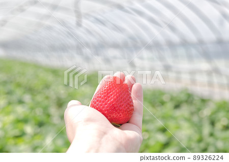 Strawberries 89326224